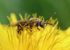 Lasioglossum marginatum