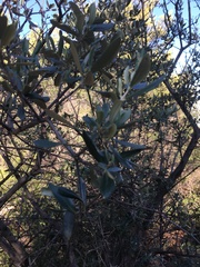 Olea europaea