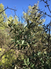 Olea europaea