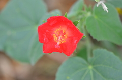 Hibiscus martianus