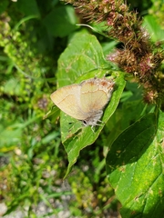Callophrys scaphia