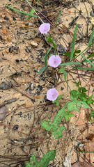 Ipomoea cordatotriloba