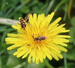Lasioglossum marginatum