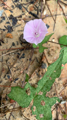 Ipomoea cordatotriloba