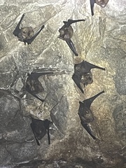 Hipposideros armiger