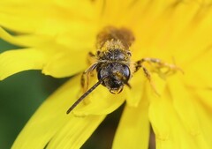 Lasioglossum marginatum