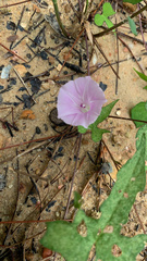 Ipomoea cordatotriloba