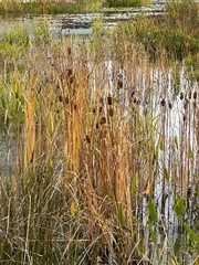 Typha laxmannii