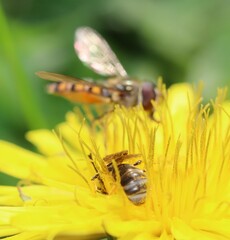 Lasioglossum marginatum