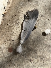 Columba livia domestica