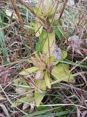 Gentiana villosa