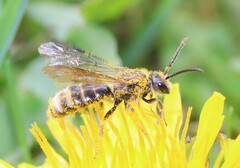 Lasioglossum marginatum