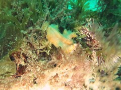 Yungia aurantiaca
