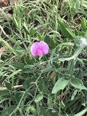 Lathyrus latifolius