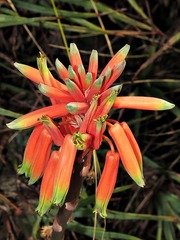 Aloe chortolirioides image