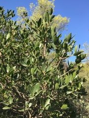 Phillyrea latifolia