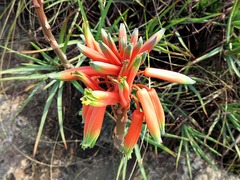 Aloe chortolirioides var. woolliana image