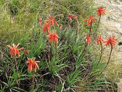 Aloe chortolirioides var. woolliana image