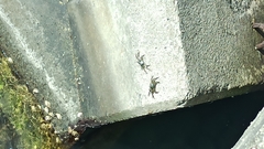 Grapsus