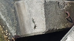 Grapsus