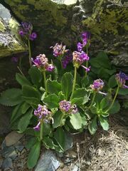 Primula latifolia