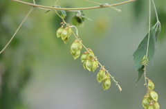 Sapindaceae