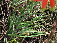 Aloe chortolirioides image