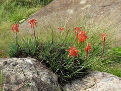 Aloe chortolirioides image