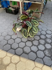 Goeppertia roseopicta