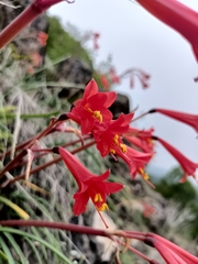 Phycella cyrtanthoides