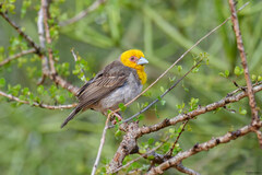 Ploceus sakalava
