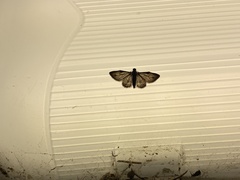 Sigilliclystis insigillata