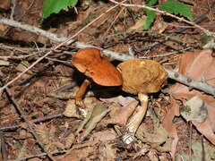 Pseudoboletus parasiticus