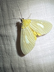 Asota