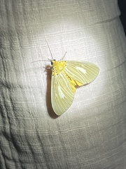Asota