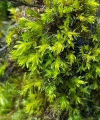 Cinclidotus fontinaloides