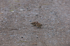 Spizelloides arborea