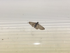 Sigilliclystis insigillata