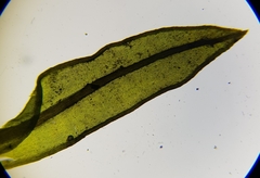 Cinclidotus fontinaloides