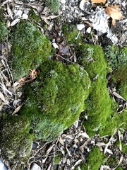 Dicranum montanum