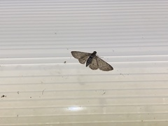 Sigilliclystis insigillata