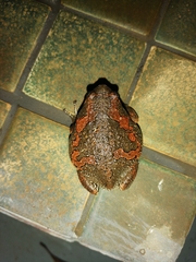 Uperodon taprobanicus