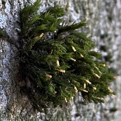 Lewinskya