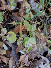 Thalictrum venulosum