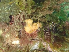 Yungia aurantiaca