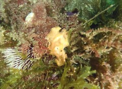 Yungia aurantiaca