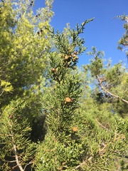 Juniperus phoenicea
