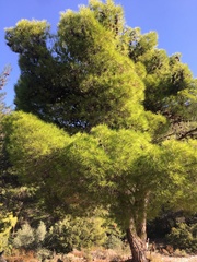 Pinus halepensis