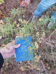 Euthamia graminifolia