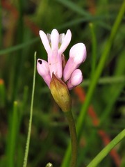 Tulbaghia coddii image